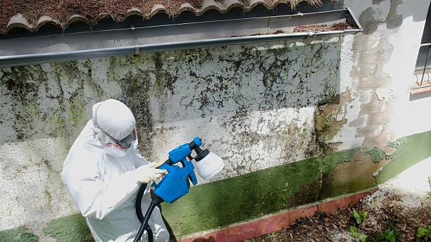 Trusted Mold Remediation service in Baldwin, MI - Cheap Mold Removal